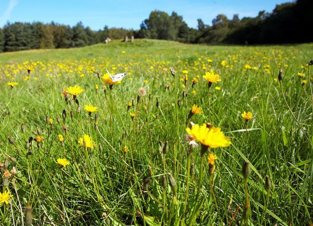 Sommerwiese mit blühendem Löwenzahn